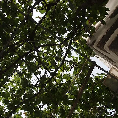 Casa Conchita Nyaraló